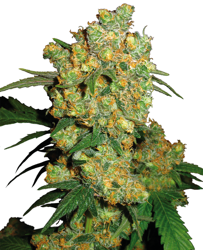 Big Bud Regular Sensi Seeds
