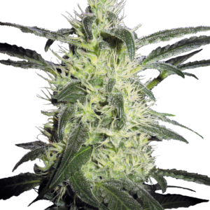 Silver Haze Regular Sensi Seeds
