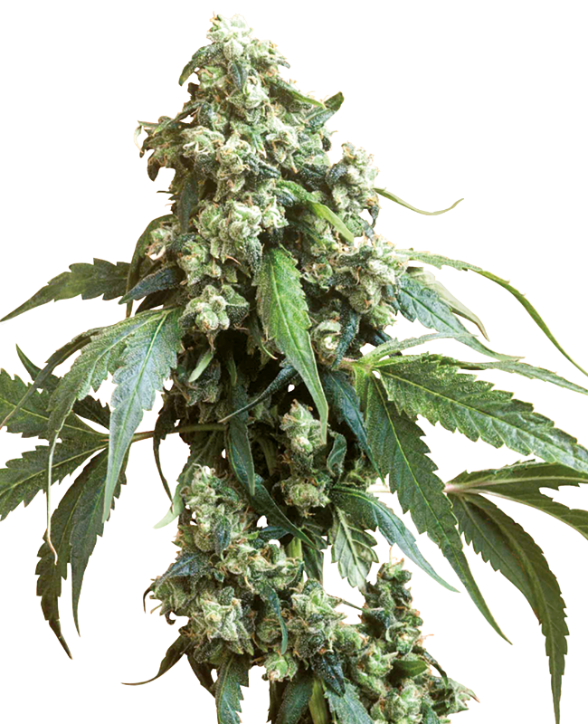 Jack Flash Regular Sensi Seeds