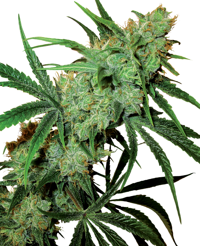 Fruity Juice Regular Sensi Seeds