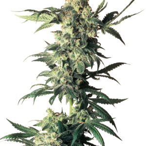 Northern Lights Regular Sensi Seeds