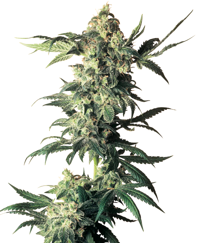 Northern Lights Regular Sensi Seeds