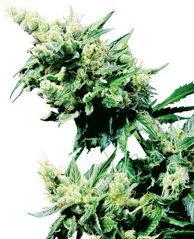 Hash Plant Regular Sensi Seeds