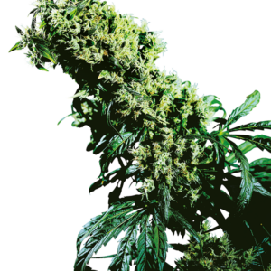 Northern Lights #5 x Haze Regular Sensi Seeds