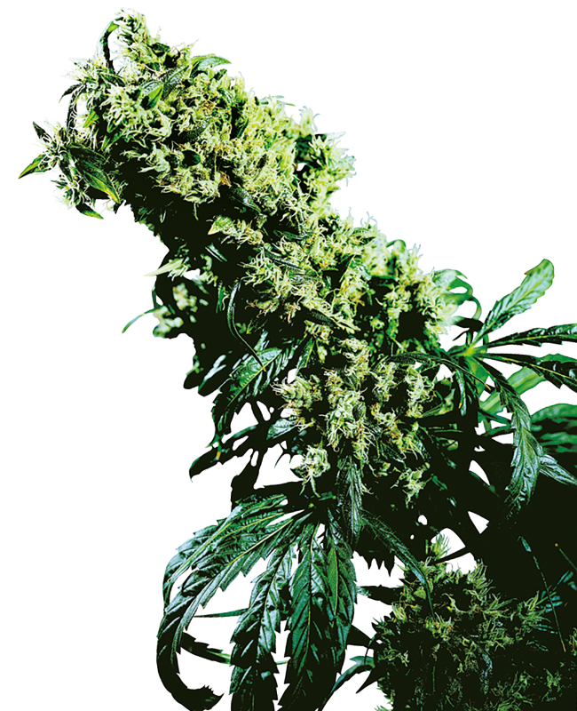 Northern Lights #5 x Haze Regular Sensi Seeds