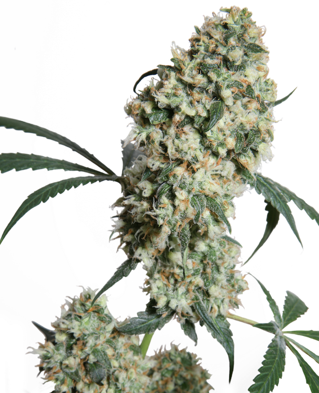 Ed Rosenthal Super Bud Regular Sensi Seeds
