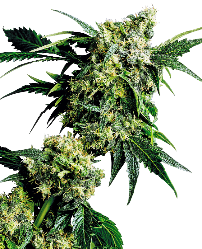 Mr Nice G13 X Hash Plant Regular Sensi Seeds