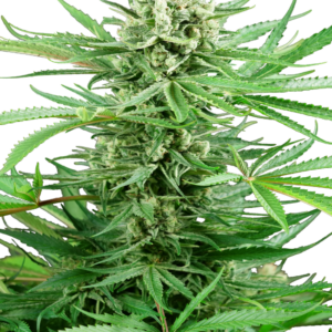 Papi Chulo OG Sensi Seeds Research