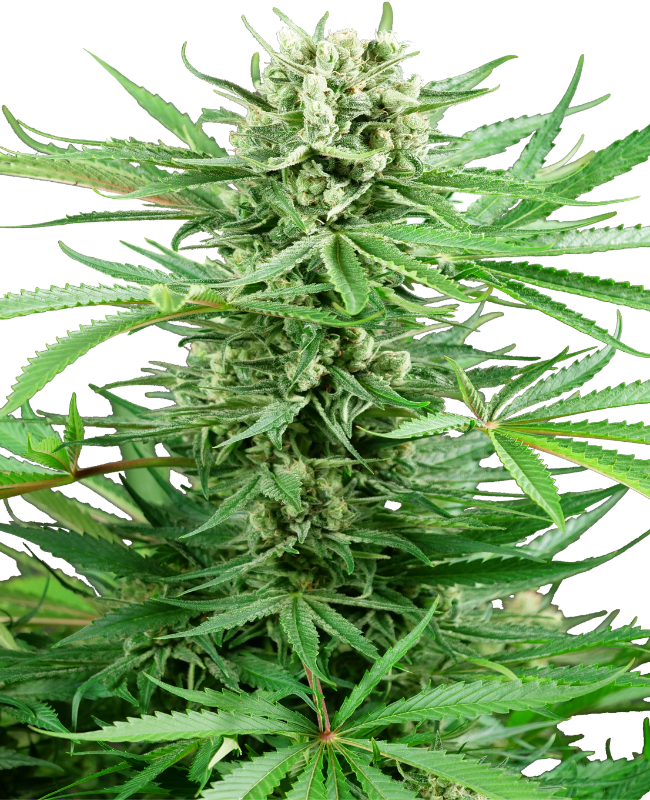 Papi Chulo OG Sensi Seeds Research