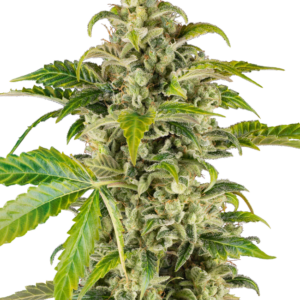 Sweet & Sour Cream Auto Sensi Seeds Research