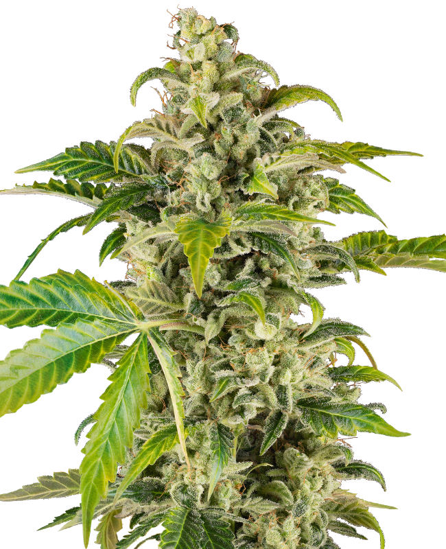 Sweet & Sour Cream Auto Sensi Seeds Research