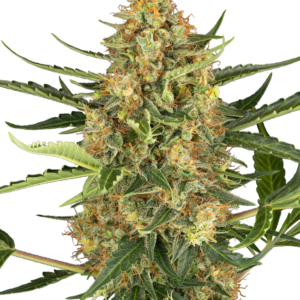 Blueberry Bubblegum Auto Sensi Seeds Research