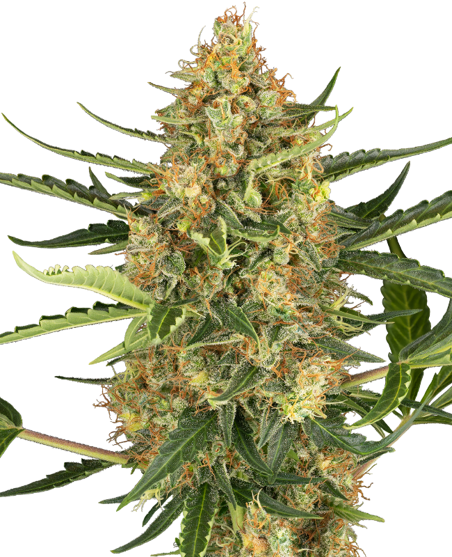 Blueberry Bubblegum Auto Sensi Seeds Research