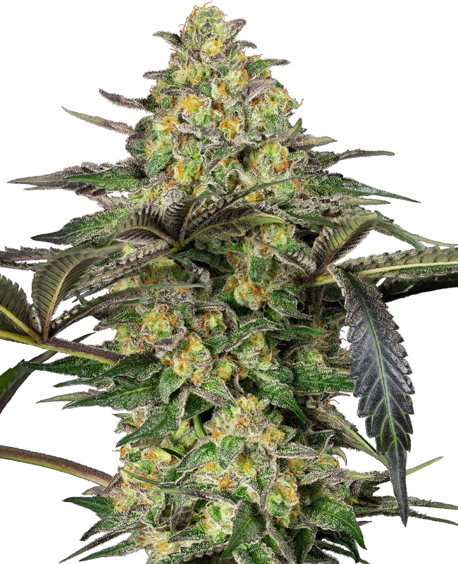 Grapevine Candy Sensi Seeds