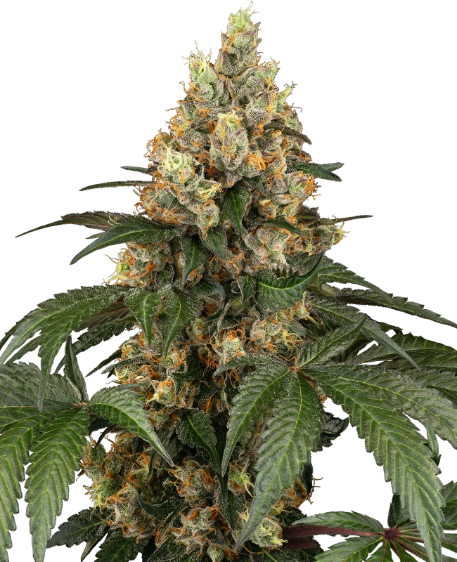 Chocolate Rainbow XXL Sensi Seeds