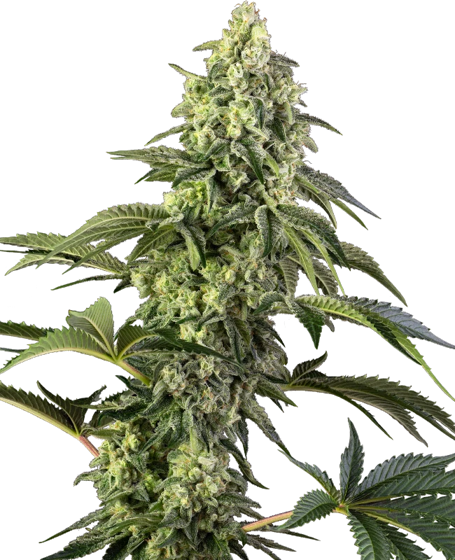Cosmic Kiss Sensi Seeds