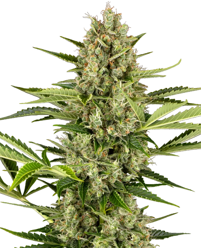 Jack Herer Auto Sensi Seeds