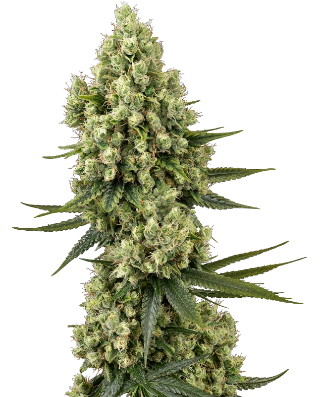 Silver Fire Sensi Seeds