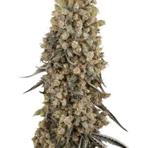 Atomic Blue Dream Sensi Seeds