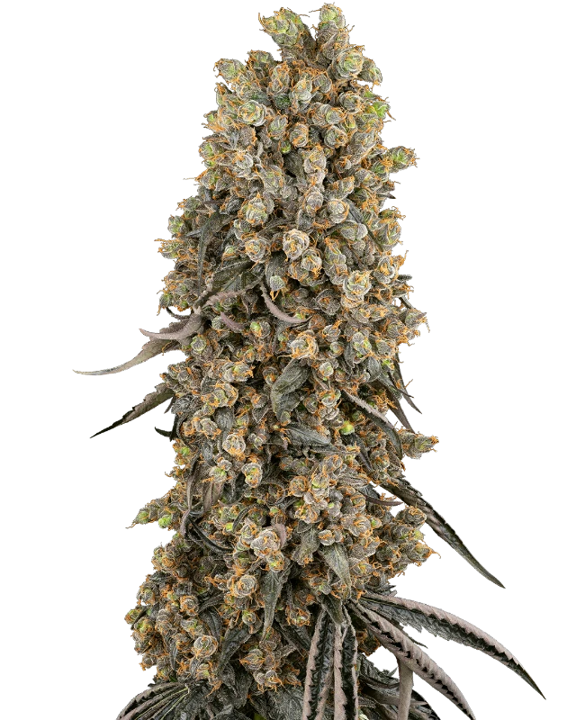 Atomic Blue Dream Sensi Seeds