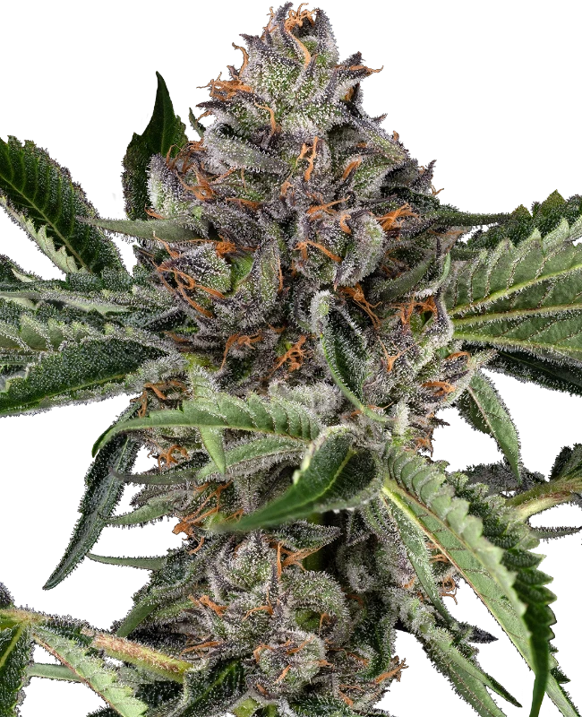 Papaya Jealousy Sensi Seeds