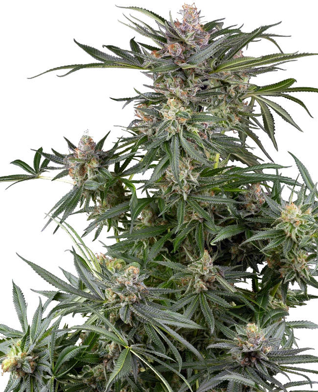 Dosimosa Sensi Seeds Research