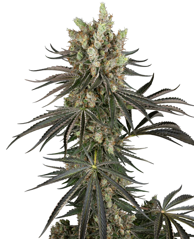 Slam Dank Sensi Seeds Research