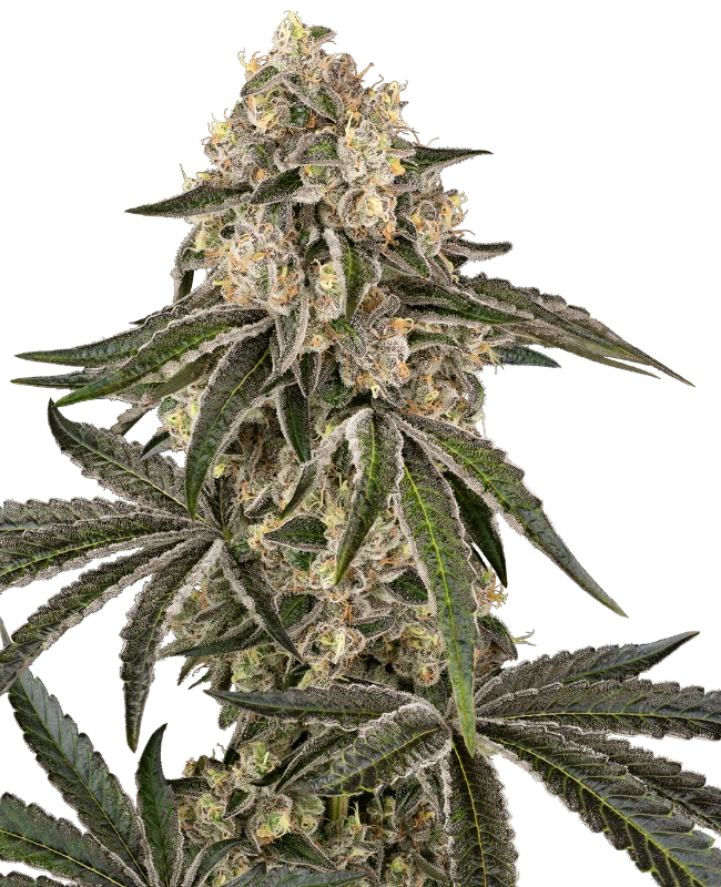 Sunset Peach Sensi Seeds