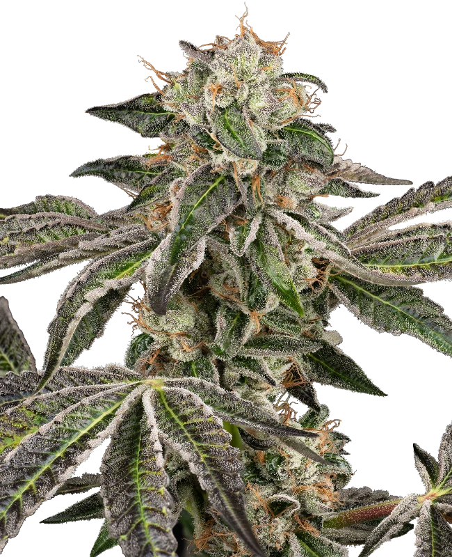Runtz Auto White Label