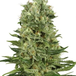 Skunk #1 Auto White Label