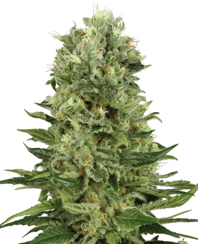 Skunk #1 Auto White Label