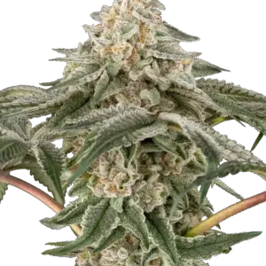 Black Lily Sensi Seeds Research