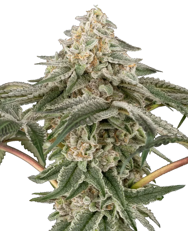 Black Lily Sensi Seeds Research