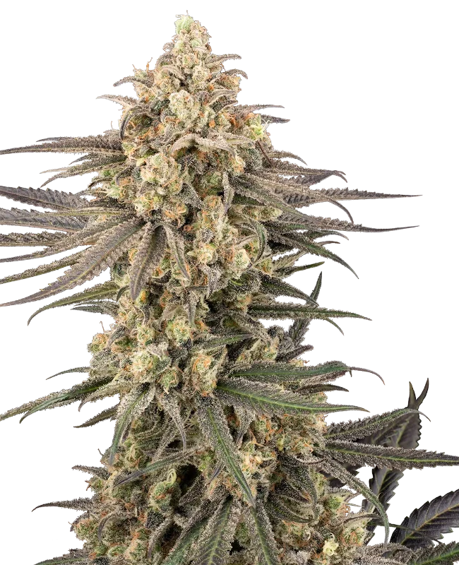 Frosted Grapes XXL Sensi Seeds Research