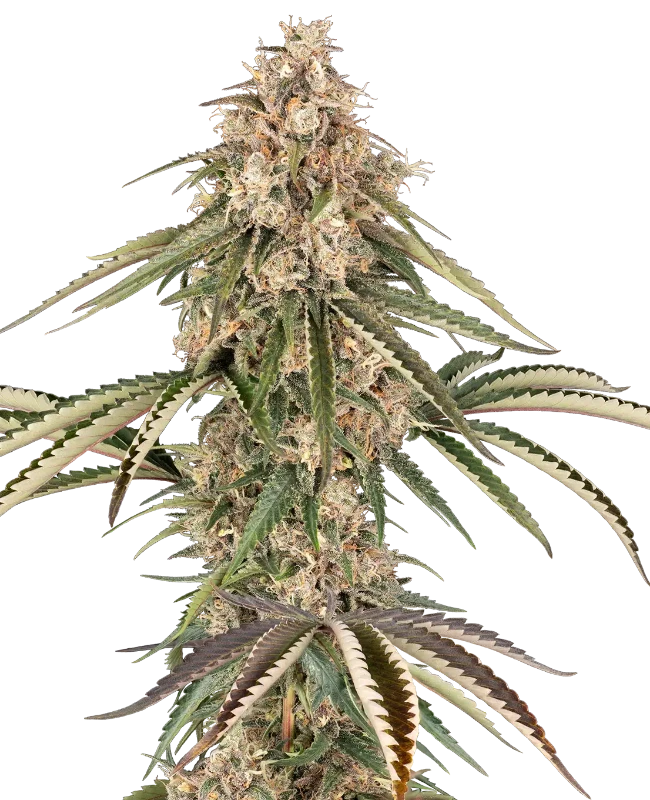 Garlic Gas Sensi Seeds