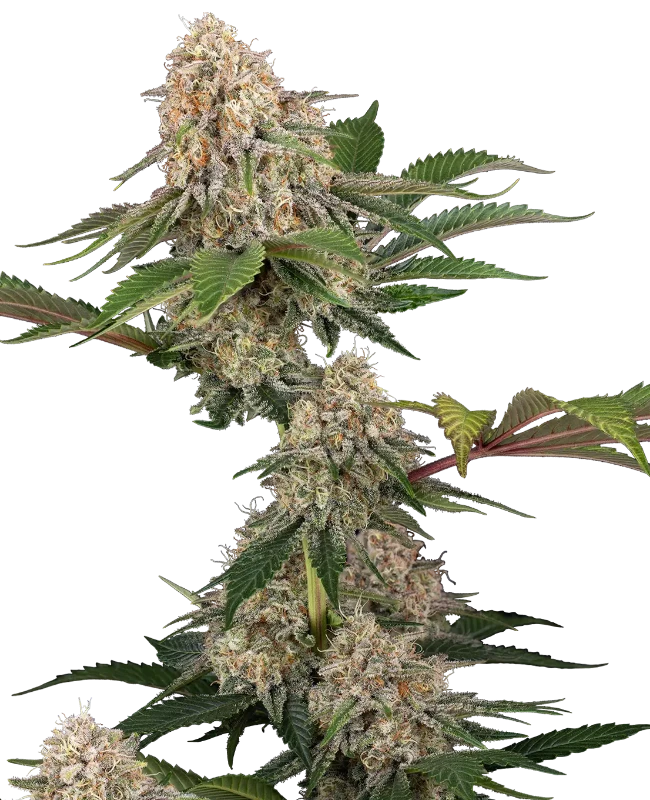 Sticky Berry Mints XXL Sensi Seeds