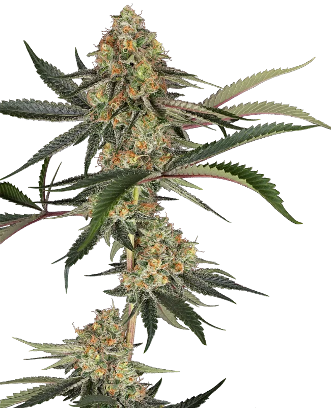 Super Lemon Cherry Sensi Seeds