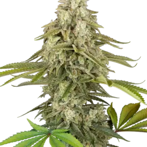 Tangie Jungle Juice Sensi Seeds Research