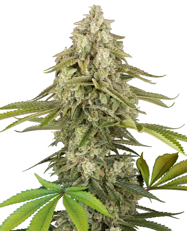 Tangie Jungle Juice Sensi Seeds Research