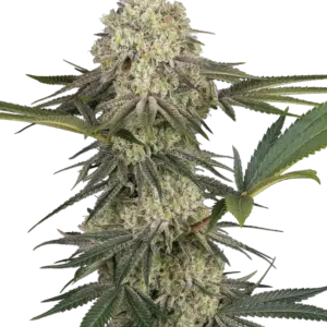 Triple Mints XXL Sensi Seeds