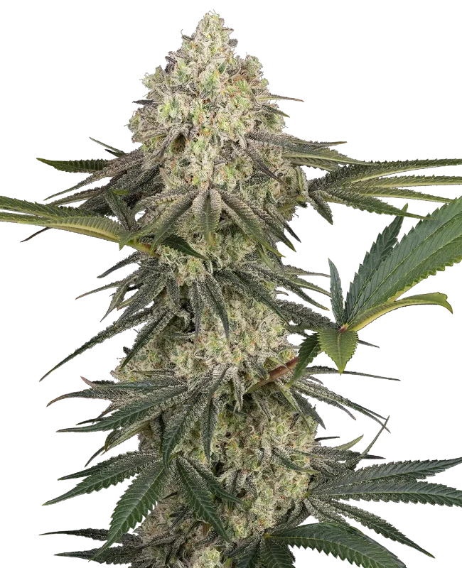 Triple Mints XXL Sensi Seeds