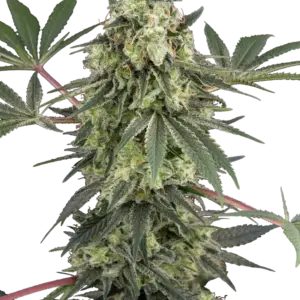 Acai Bacio White Label