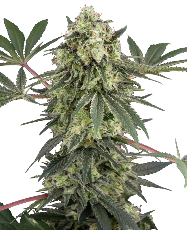 Acai Bacio White Label