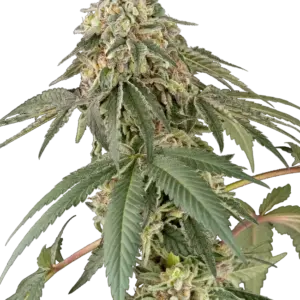Papaya Roll White Label