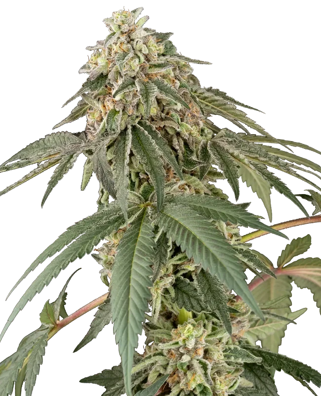 Papaya Roll White Label