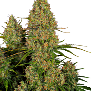 Sticky Orange XXL Auto Sensi Seeds
