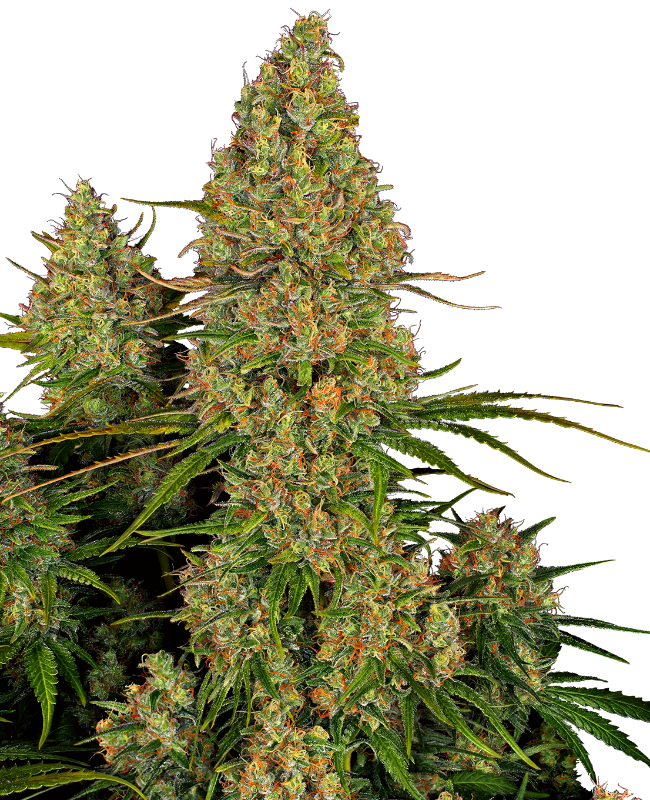 Sticky Orange XXL Auto Sensi Seeds