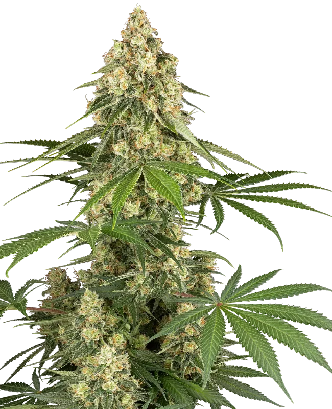 Sticky Orange XXL Sensi Seeds