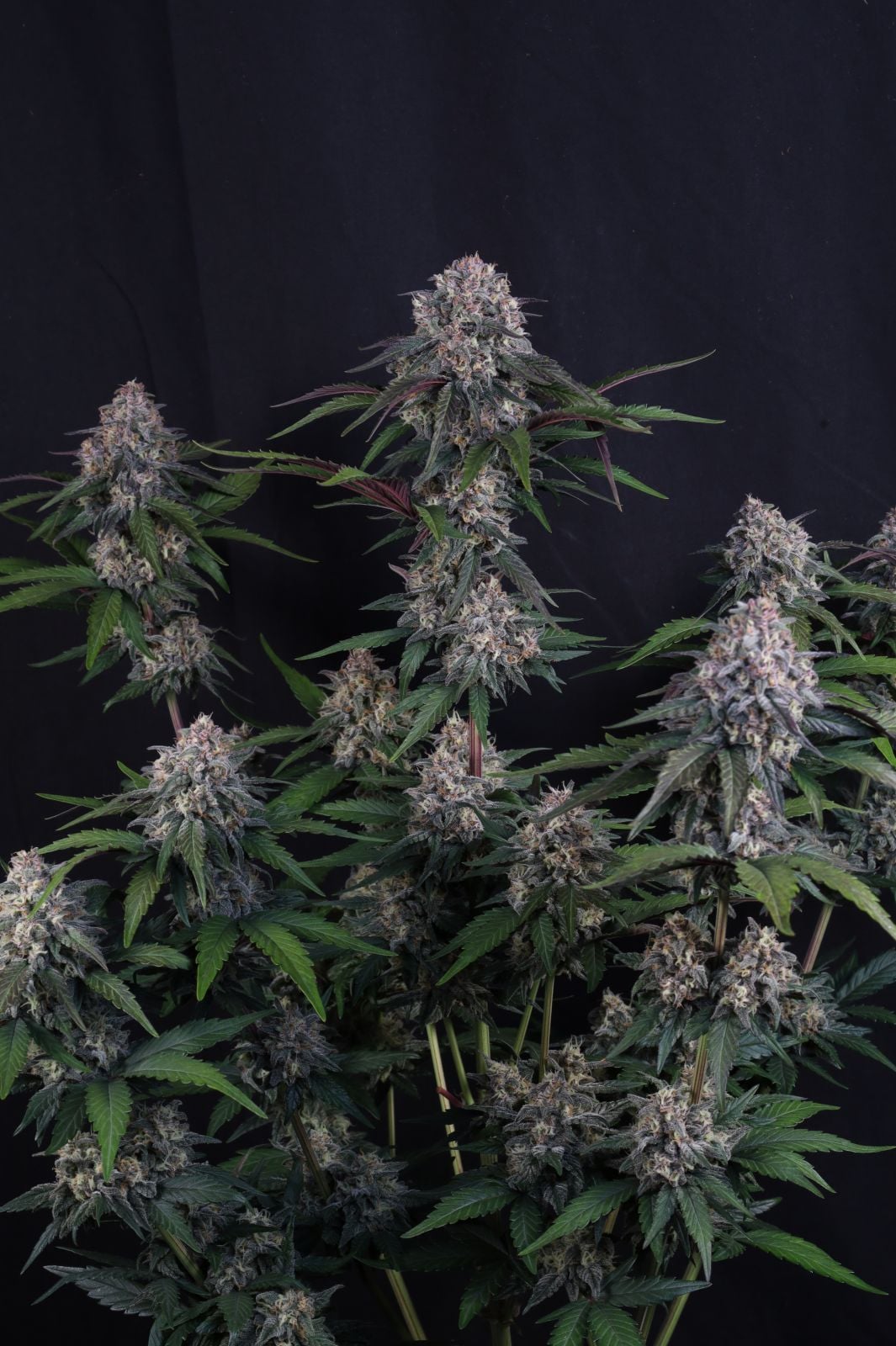 Lemon Cherry Sundae Auto von Fast Buds
