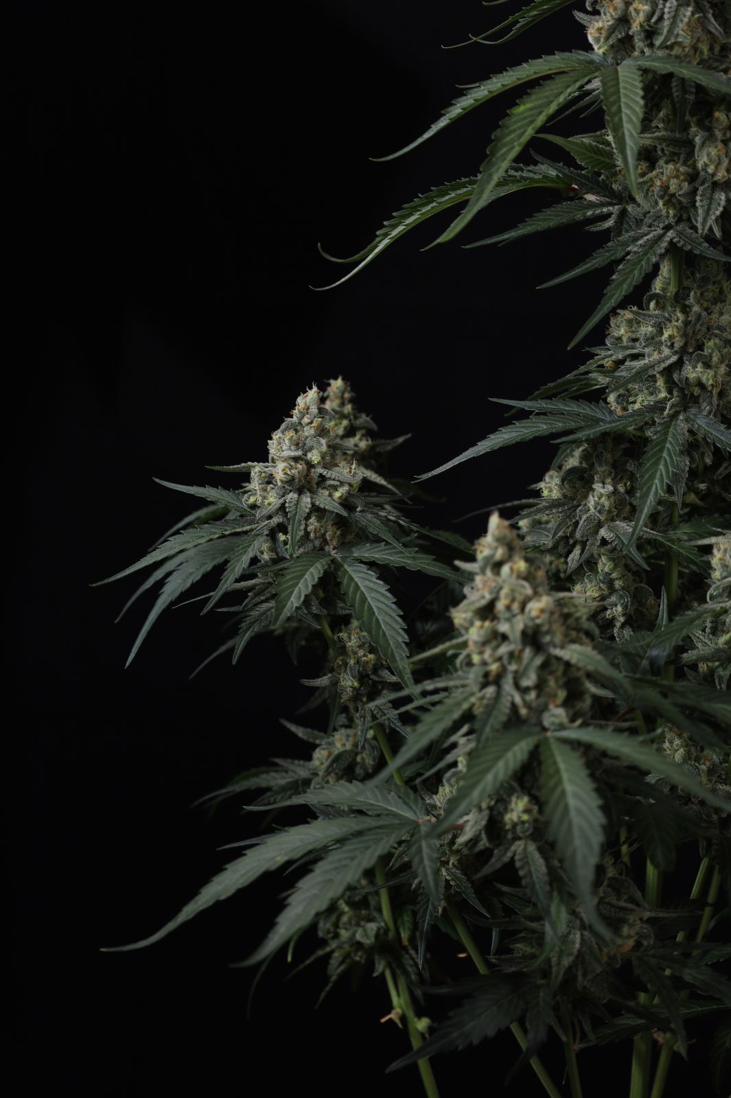 Banana Cherry Cookies Auto von Fast Buds
